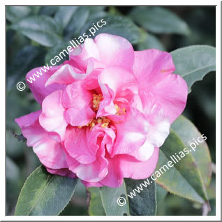 Camellia Hybride 'Pink Sparkle Variegated'