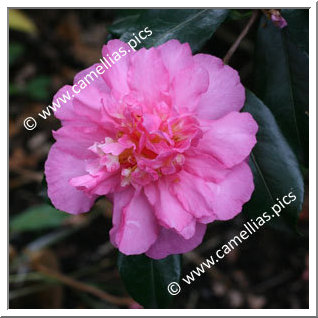 Camellia Sasanqua 'Sparkling Burgundy'