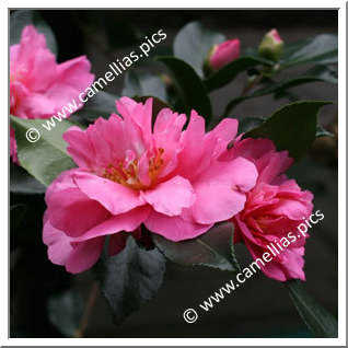 Camellia Sasanqua 'Sparkling Burgundy'