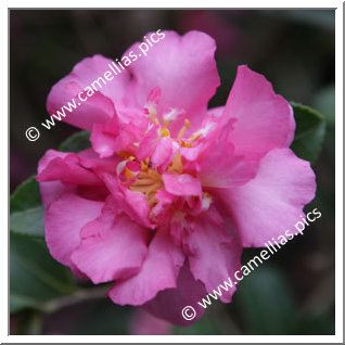 Camellia Sasanqua 'Sparkling Burgundy'