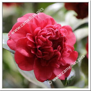 Camellia Japonica 'Speciosissima'