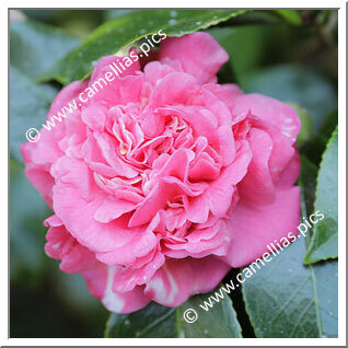 Camellia Japonica 'Spectabilis de Loddiges'