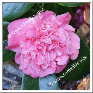 Camellia Japonica 'Spectabilis de Loddiges'