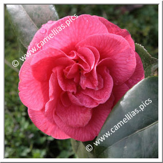 Camellia Japonica 'Splendens Carlyon'