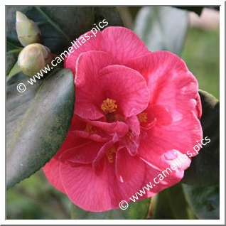 Camellia Japonica 'Splendens Carlyon'