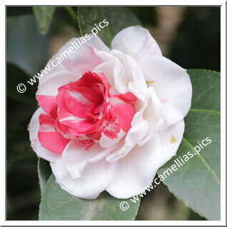 Camellia Japonica 'Spofforthiana'