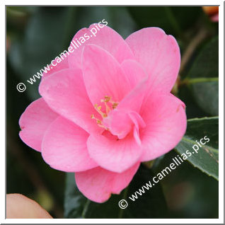 Camellia Hybride 'Spring Awakening'