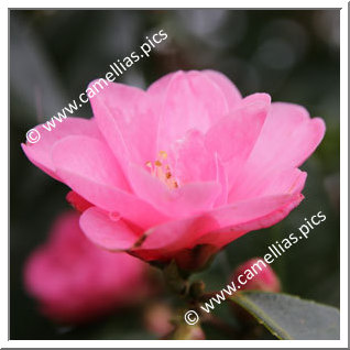 Camellia Hybride 'Spring Awakening'