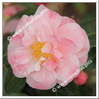 Camellia Hybrid C.x williamsii 'Spring Daze'