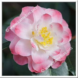 Camellia Hybrid C.x williamsii 'Spring Daze'