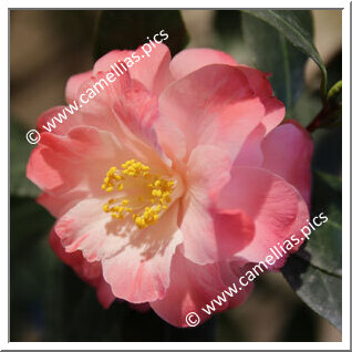 Camellia Hybride C.x williamsii 'Spring Daze'