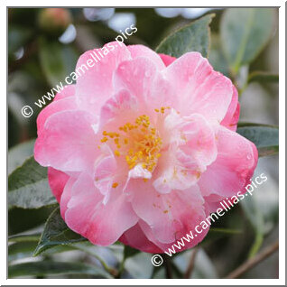 Camellia Hybride C.x williamsii 'Spring Daze'