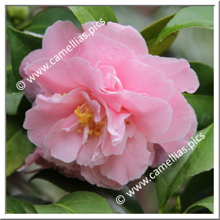Camellia Japonica 'Spring Deb'