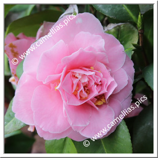 Camellia Japonica 'Spring Deb'