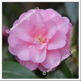 Camellia Hybrid 'Spring Festival'