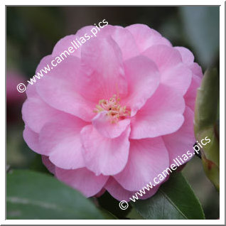 Camellia Hybride 'Spring Festival'