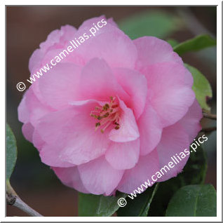Camellia Hybrid 'Spring Festival'