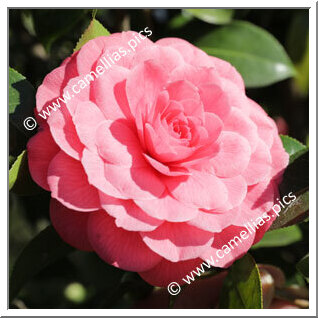 Camellia Japonica 'Spring Formal'