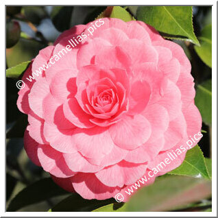 Camellia Japonica 'Spring Formal'