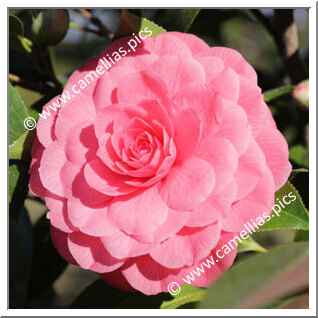 Camellia Japonica 'Spring Formal'