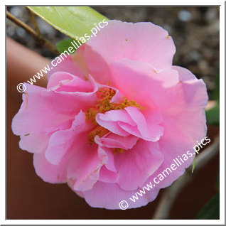 Camellia Hybrid 'Spring Frill'