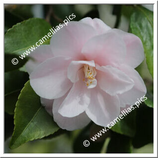 Camellia Hybrid 'Spring Mist'