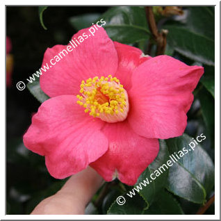 Camellia Japonica 'Spring's Promise'