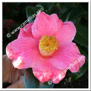 Camellia Japonica 'Spring's Promise'