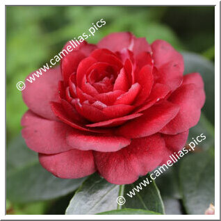 Camellia Japonica 'Spring Ruby'