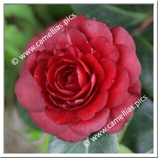 Camellia Japonica 'Spring Ruby'