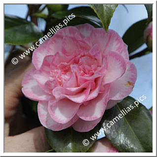 Camellia Japonica 'Spring Sonnet'