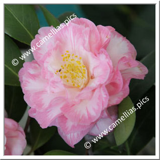 Camellia Japonica 'Spring Sonnet'