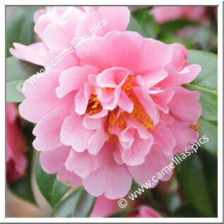 Camellia Hybrid 'Sprite'