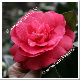 Camellia Japonica 'St. André'