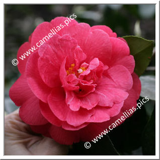 Camellia Japonica 'St. André'