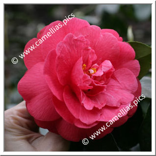 Camellia Japonica 'St. André'