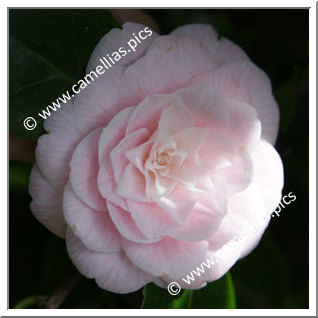 Camellia Japonica 'Lady St. Clair'