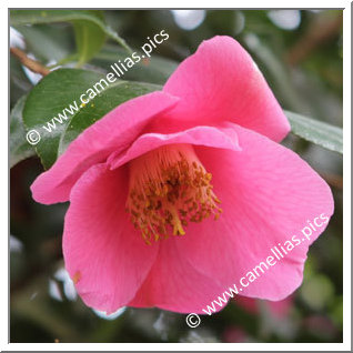 Camellia Hybrid C.x williamsii 'St. Ewe'