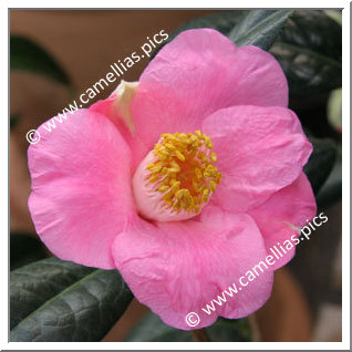 Camellia Hybride C.x williamsii 'St. Ewe'