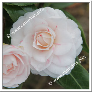 Camellia Japonica 'Stacy Susan'