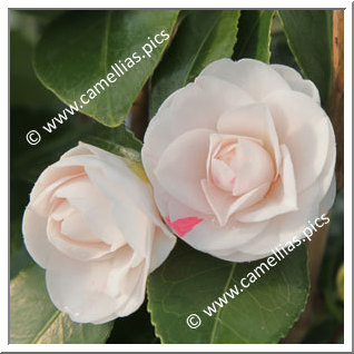 Camellia Japonica 'Stacy Susan'