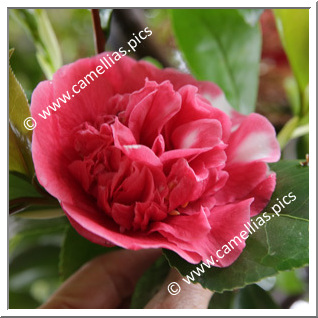 Camellia Japonica 'Stalin'
