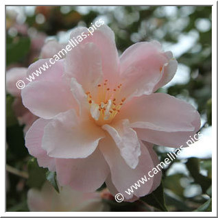 Camellia Sasanqua 'Star Above Star'