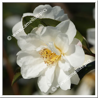 Camellia Sasanqua 'Star Above Star'