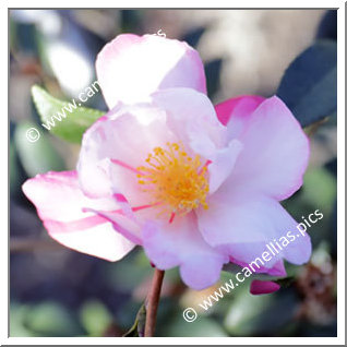 Camellia Hybrid 'Stars 'N Stripes'