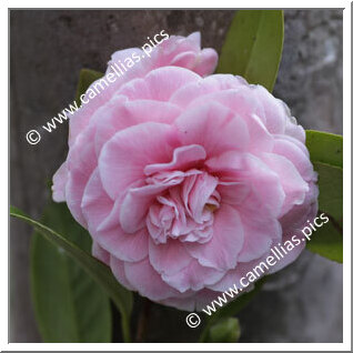 Camellia Japonica 'Stella di Compito'