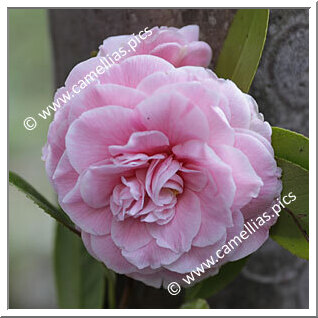 Camellia Japonica 'Stella di Compito'