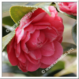 Camellia Japonica 'Stellaris'