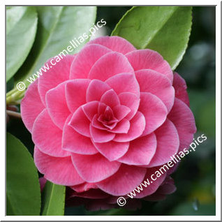 Camellia Japonica 'Storyi'