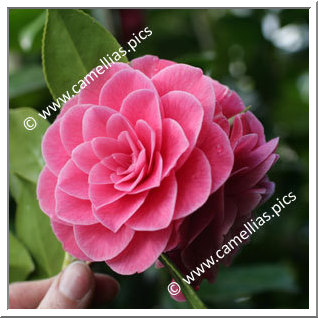 Camellia Japonica 'Storyi'